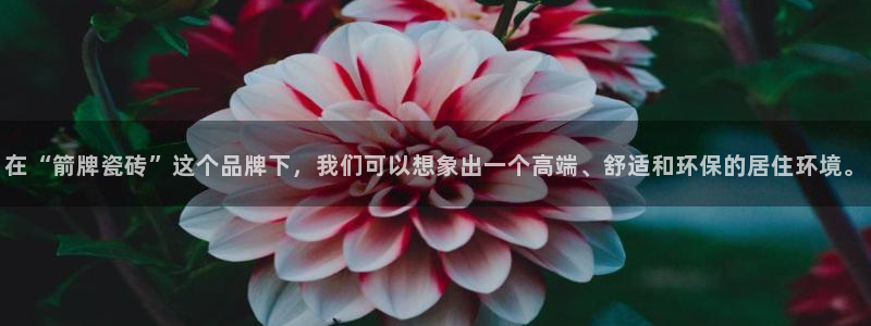 类似金年会