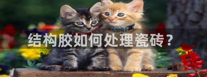 金金年会